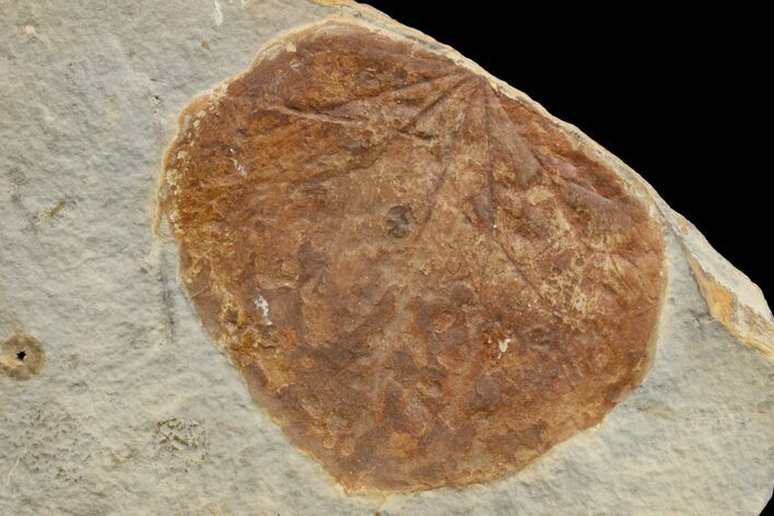 Fossil Leaf (Zizyphoides) - Montana #165022